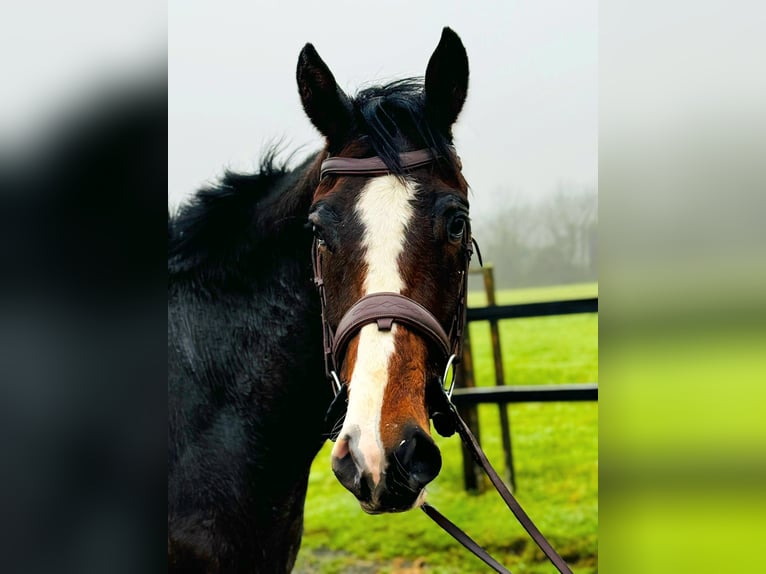 Caballo de deporte irlandés Caballo castrado 4 años 170 cm Castaño oscuro in Ballinagore