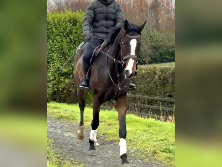 Caballo de deporte irlandés Caballo castrado 4 años 170 cm Castaño oscuro in Ballinagore