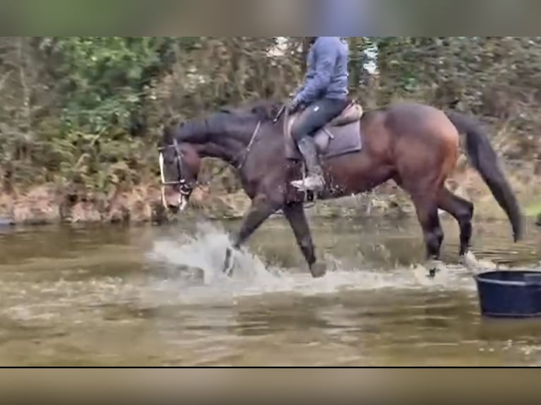 Caballo de deporte irlandés Caballo castrado 4 años 170 cm Castaño oscuro in Ballinagore