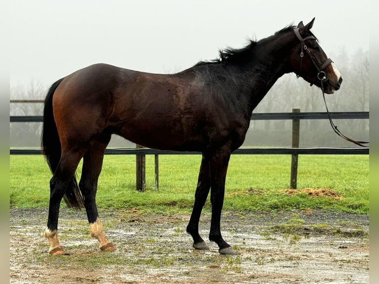 Caballo de deporte irlandés Caballo castrado 4 años 170 cm Castaño oscuro in Ballinagore