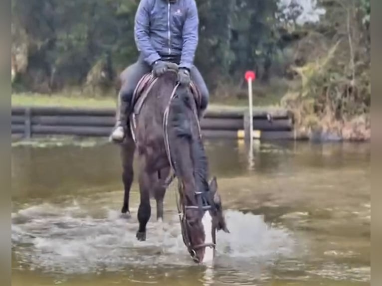 Caballo de deporte irlandés Caballo castrado 4 años 170 cm Castaño oscuro in Ballinagore