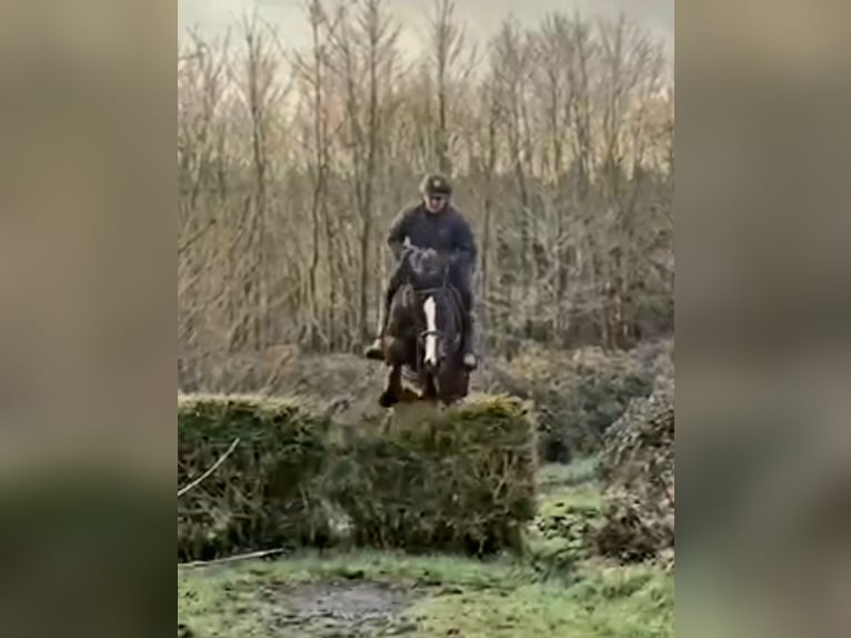 Caballo de deporte irlandés Caballo castrado 4 años 170 cm Castaño oscuro in Ballinagore