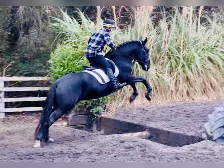 Caballo de deporte irlandés Caballo castrado 4 años 170 cm Negro in Mountrath