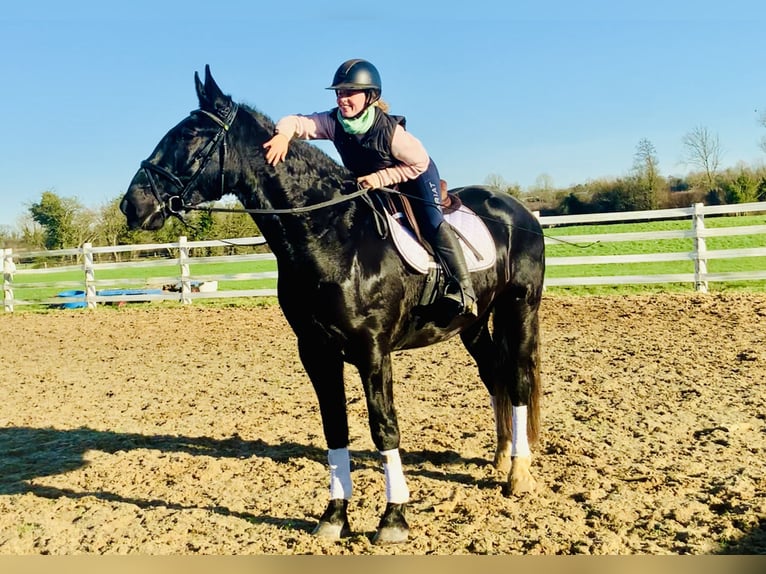 Caballo de deporte irlandés Caballo castrado 4 años 170 cm Negro in Mountrath