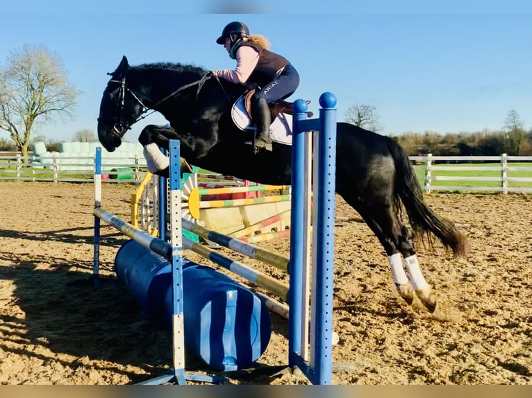 Caballo de deporte irlandés Caballo castrado 4 años 170 cm Negro in Mountrath