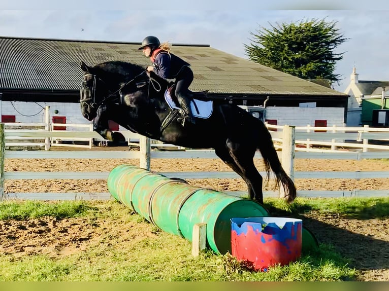 Caballo de deporte irlandés Caballo castrado 4 años 170 cm Negro in Mountrath