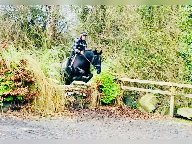 Caballo de deporte irlandés Caballo castrado 4 años 170 cm Negro in Mountrath