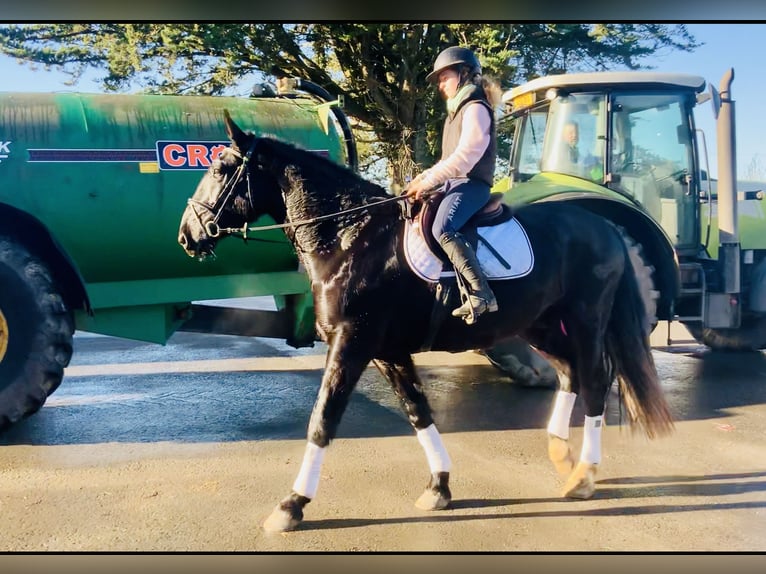 Caballo de deporte irlandés Caballo castrado 4 años 170 cm Negro in Mountrath