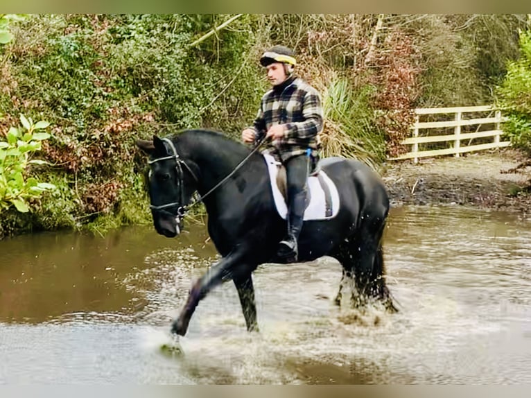 Caballo de deporte irlandés Caballo castrado 4 años 170 cm Negro in Mountrath