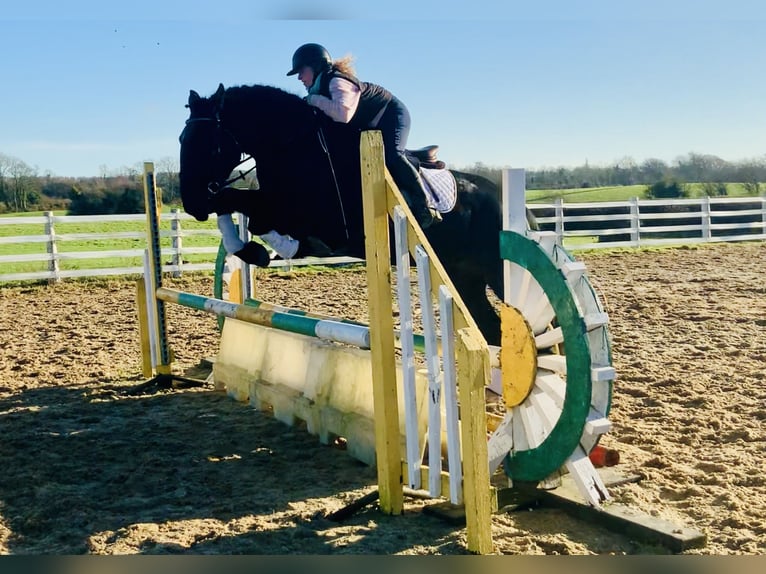 Caballo de deporte irlandés Caballo castrado 4 años 170 cm Negro in Mountrath