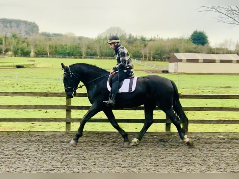 Caballo de deporte irlandés Caballo castrado 4 años 170 cm Negro in Mountrath