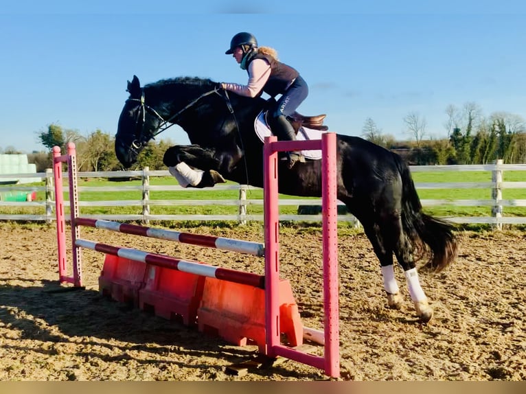 Caballo de deporte irlandés Caballo castrado 4 años 170 cm Negro in Mountrath