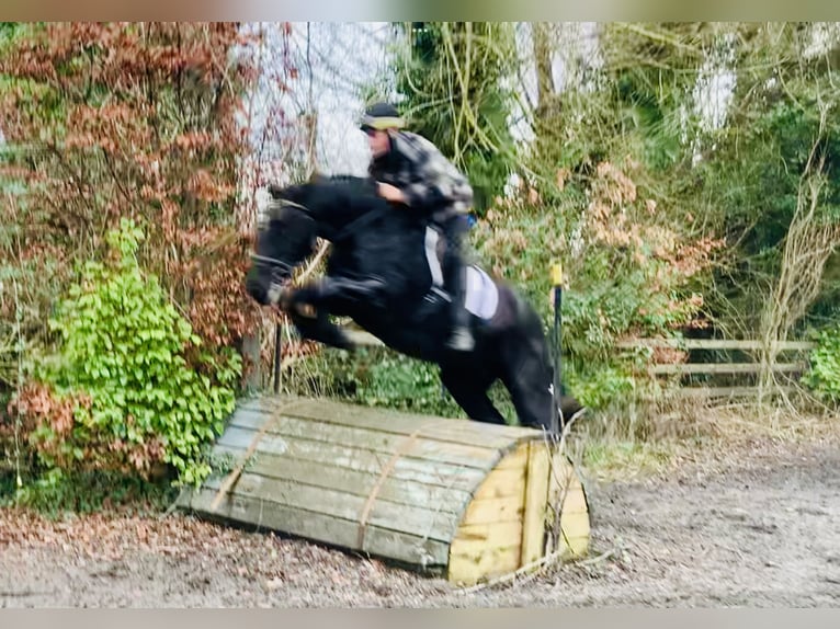 Caballo de deporte irlandés Caballo castrado 4 años 170 cm Negro in Mountrath