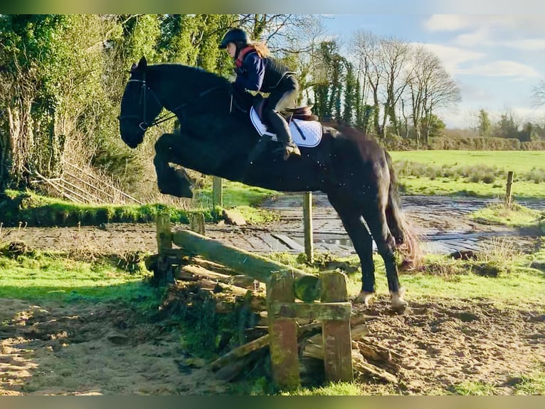 Caballo de deporte irlandés Caballo castrado 4 años 170 cm Negro in Mountrath