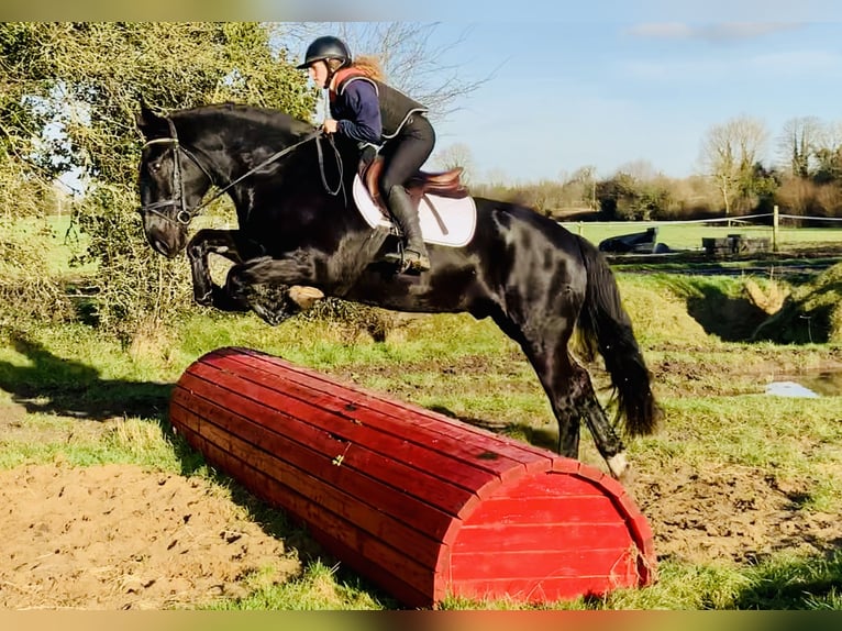 Caballo de deporte irlandés Caballo castrado 4 años 170 cm Negro in Mountrath