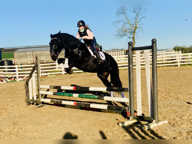 Caballo de deporte irlandés Caballo castrado 4 años 170 cm Negro in Mountrath