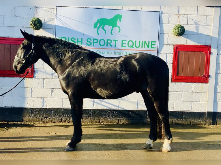 Caballo de deporte irlandés Caballo castrado 4 años 170 cm Negro in Mountrath