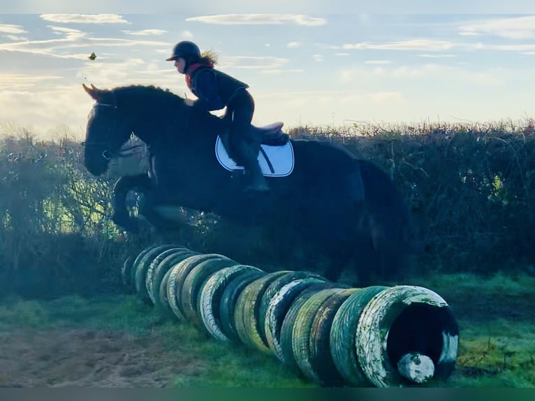 Caballo de deporte irlandés Caballo castrado 4 años 170 cm Negro in Mountrath