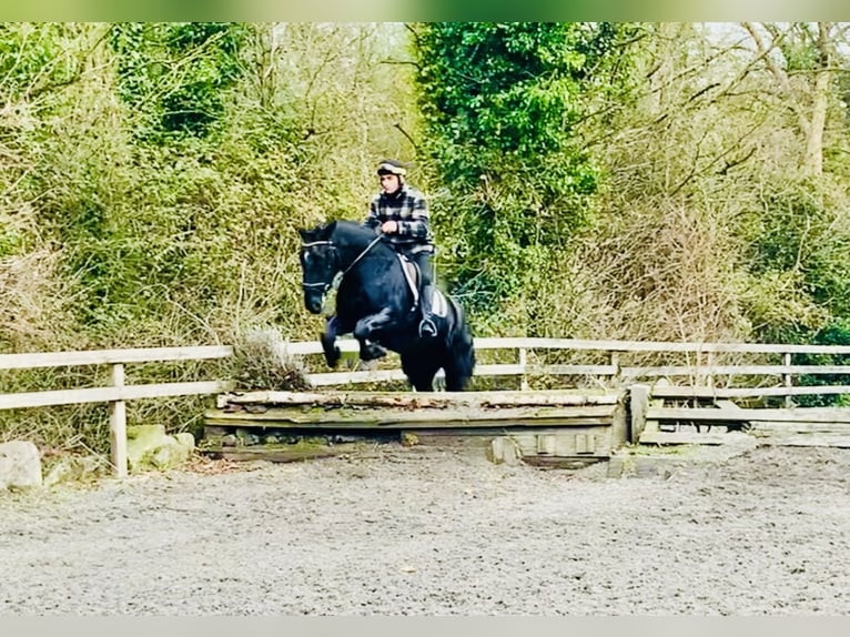 Caballo de deporte irlandés Caballo castrado 4 años 170 cm Negro in Mountrath