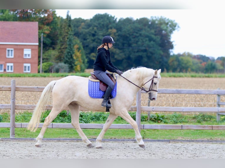 Caballo de deporte irlandés Caballo castrado 4 años 170 cm Palomino in Bogaarden