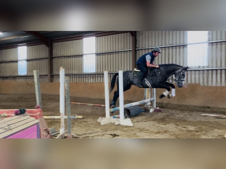 Caballo de deporte irlandés Caballo castrado 4 años 170 cm Tordo in Sligo