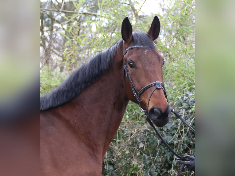 Caballo de deporte irlandés Caballo castrado 4 años 171 cm Castaño in Wachtendonk