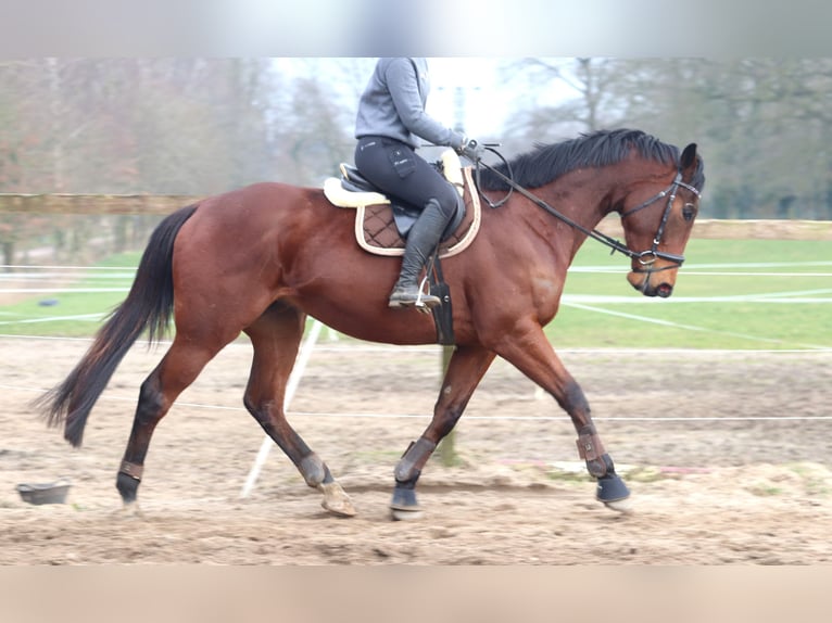 Caballo de deporte irlandés Mestizo Caballo castrado 4 años 172 cm Castaño oscuro in Uelsen