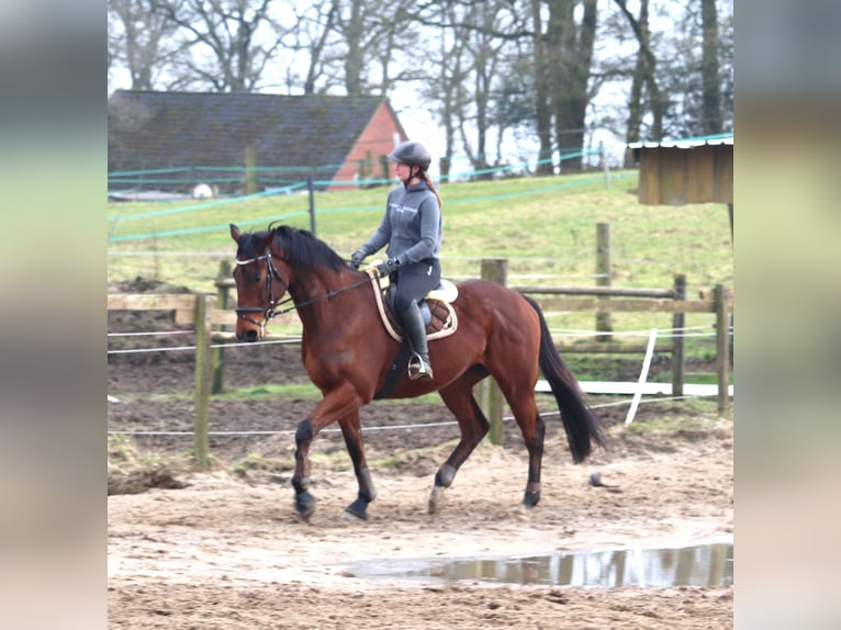 Caballo de deporte irlandés Mestizo Caballo castrado 4 años 172 cm Castaño oscuro in Uelsen