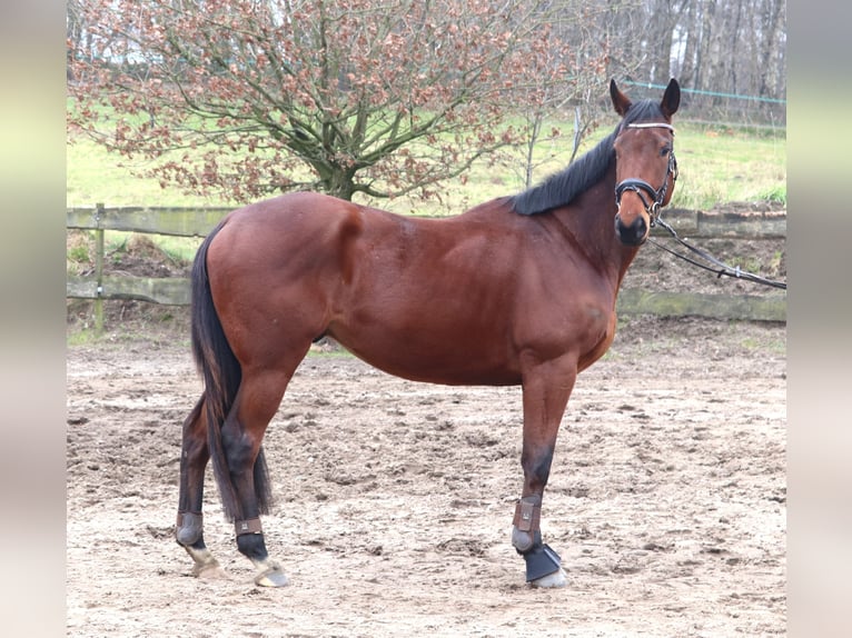 Caballo de deporte irlandés Mestizo Caballo castrado 4 años 172 cm Castaño oscuro in Uelsen