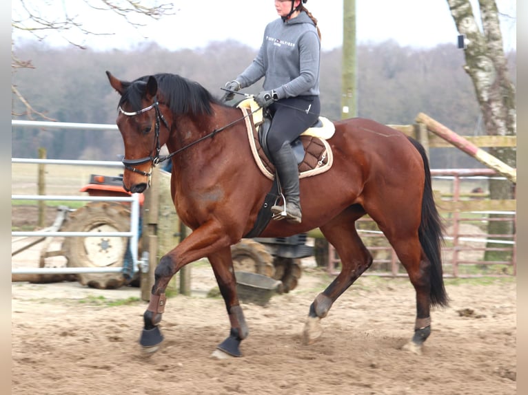 Caballo de deporte irlandés Mestizo Caballo castrado 4 años 172 cm Castaño oscuro in Uelsen