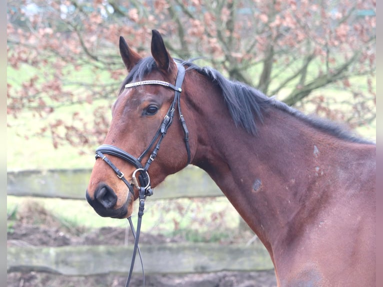 Caballo de deporte irlandés Mestizo Caballo castrado 4 años 172 cm Castaño oscuro in Uelsen