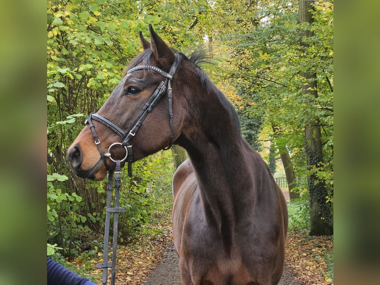 Caballo de deporte irlandés Caballo castrado 4 años 172 cm Morcillo in Nettetal