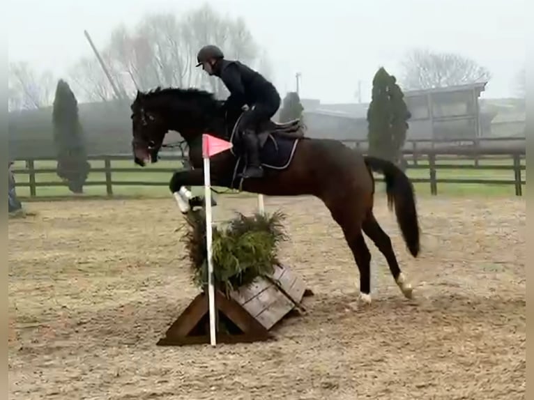 Caballo de deporte irlandés Caballo castrado 4 años 173 cm Castaño oscuro in Ballinagore