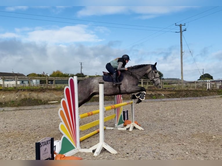 Caballo de deporte irlandés Caballo castrado 4 años 173 cm Tordo in Mountrath, Co. Laois