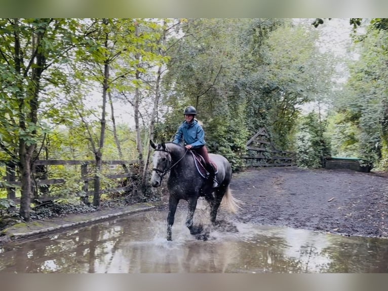 Caballo de deporte irlandés Caballo castrado 4 años 173 cm Tordo in Mountrath, Co. Laois