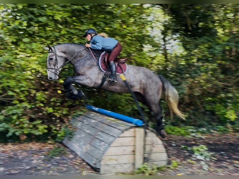 Caballo de deporte irlandés Caballo castrado 4 años 173 cm Tordo in Mountrath, Co. Laois