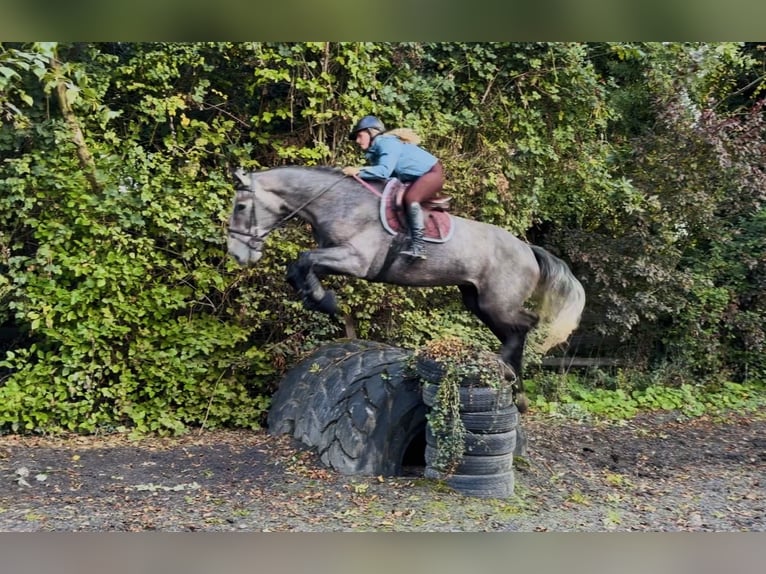 Caballo de deporte irlandés Caballo castrado 4 años 173 cm Tordo in Mountrath, Co. Laois