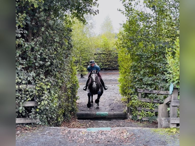 Caballo de deporte irlandés Caballo castrado 4 años 173 cm Tordo in Mountrath, Co. Laois