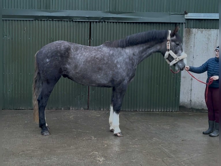 Caballo de deporte irlandés Caballo castrado 4 años 173 cm Tordo in Sligo