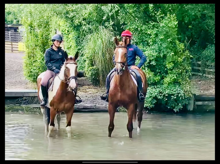Caballo de deporte irlandés Caballo castrado 4 años 175 cm Alazán in Mountrath