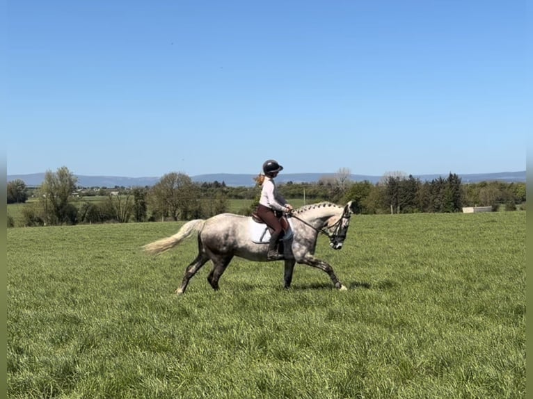 Caballo de deporte irlandés Caballo castrado 4 años Tordo rodado in Raheen