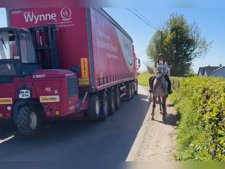 Caballo de deporte irlandés Caballo castrado 4 años Tordo rodado in Raheen