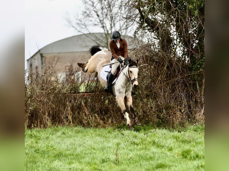 Caballo de deporte irlandés Caballo castrado 5 años 148 cm Bayo in Down