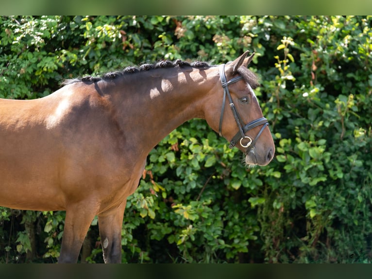 Caballo de deporte irlandés Caballo castrado 5 años 148 cm Castaño rojizo in Newcastle West