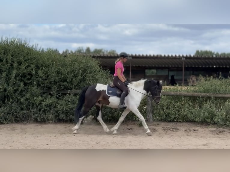 Caballo de deporte irlandés Mestizo Caballo castrado 5 años 150 cm Pío in Trebbin