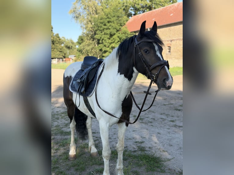 Caballo de deporte irlandés Mestizo Caballo castrado 5 años 150 cm Pío in Trebbin