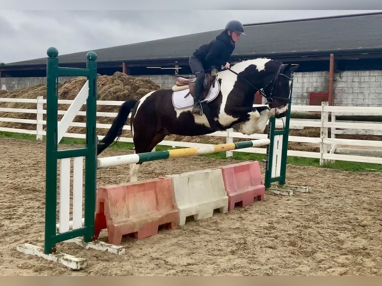 Caballo de deporte irlandés Mestizo Caballo castrado 5 años 153 cm Atigrado/Moteado in Laois