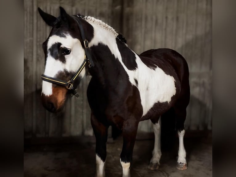 Caballo de deporte irlandés Mestizo Caballo castrado 5 años 153 cm Atigrado/Moteado in Laois