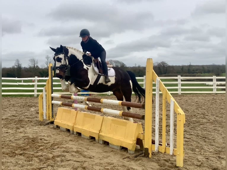 Caballo de deporte irlandés Mestizo Caballo castrado 5 años 153 cm Atigrado/Moteado in Laois