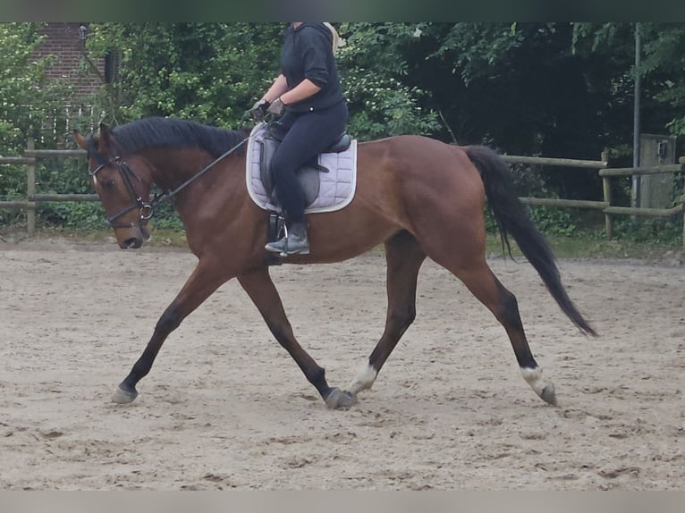 Caballo de deporte irlandés Caballo castrado 5 años 158 cm Castaño in Wachtendonk